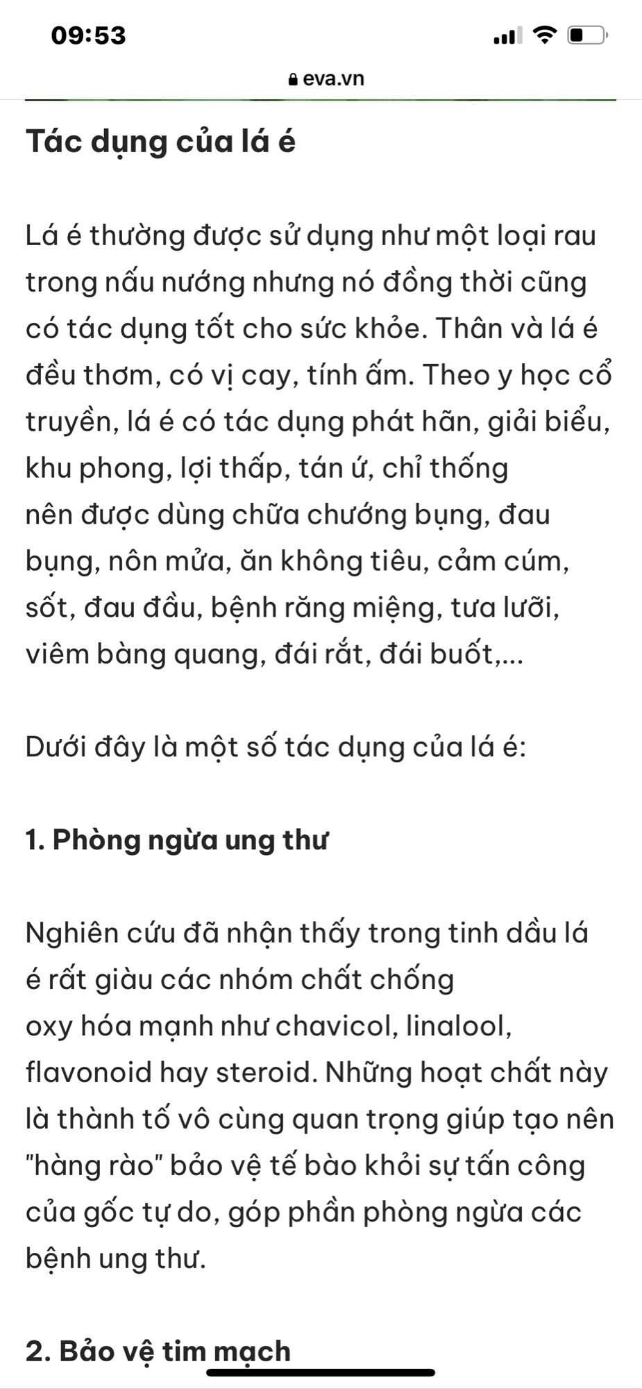 Cây giống lá é nấu lẫu gà lá é