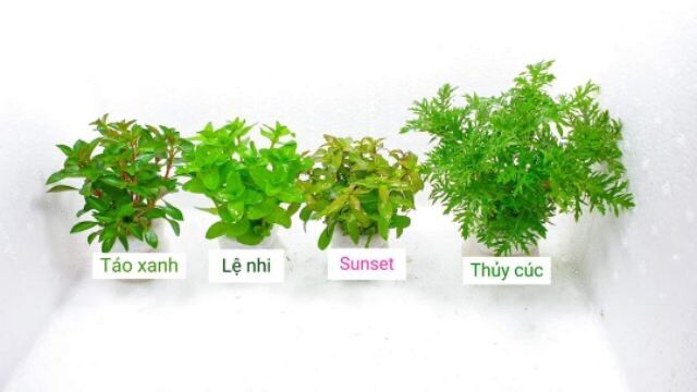 cây thuỷ sinh cắt cắm lá cạn không cần co2
