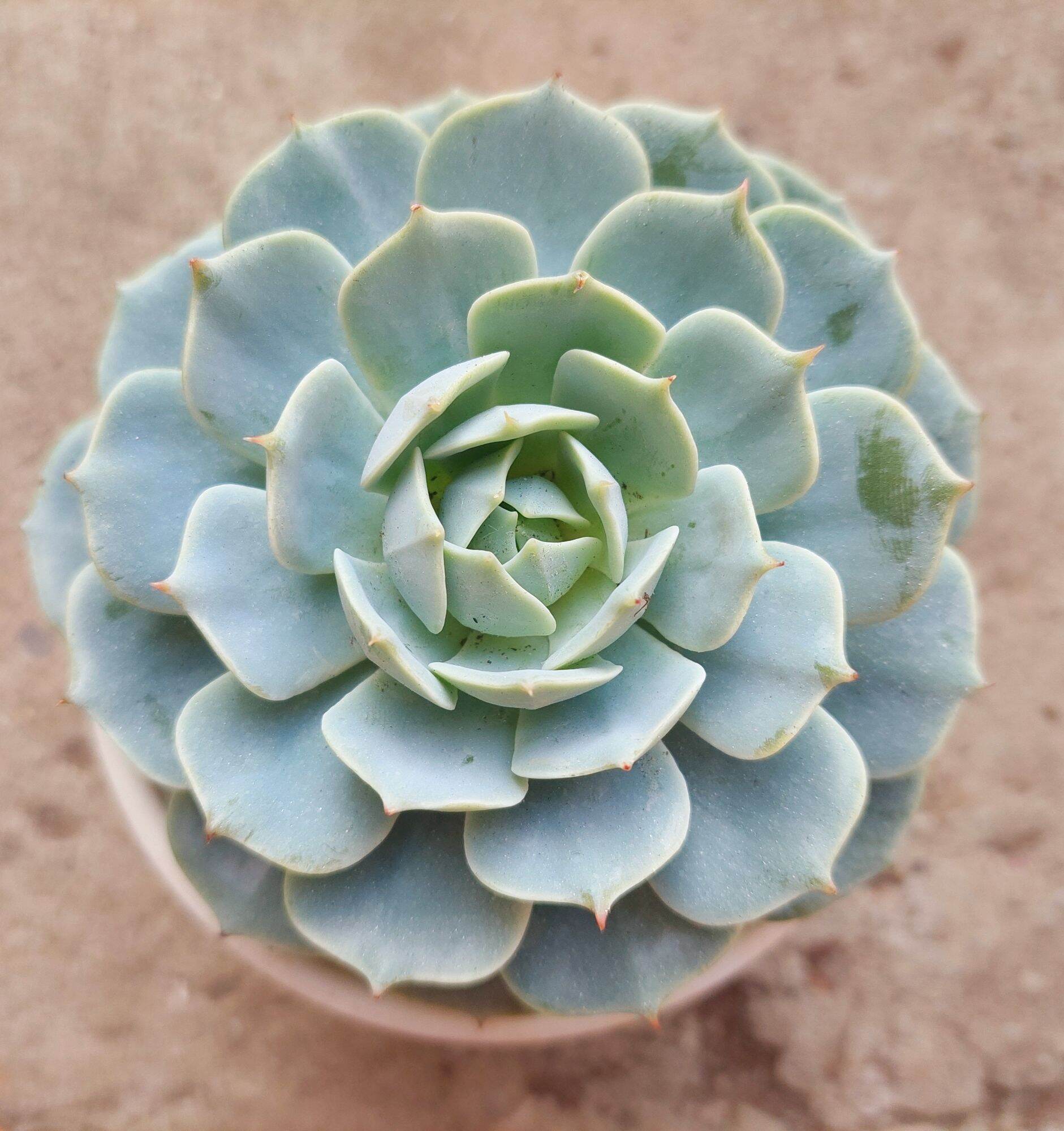 Sen đá lola xanh size trung 8-10 cm