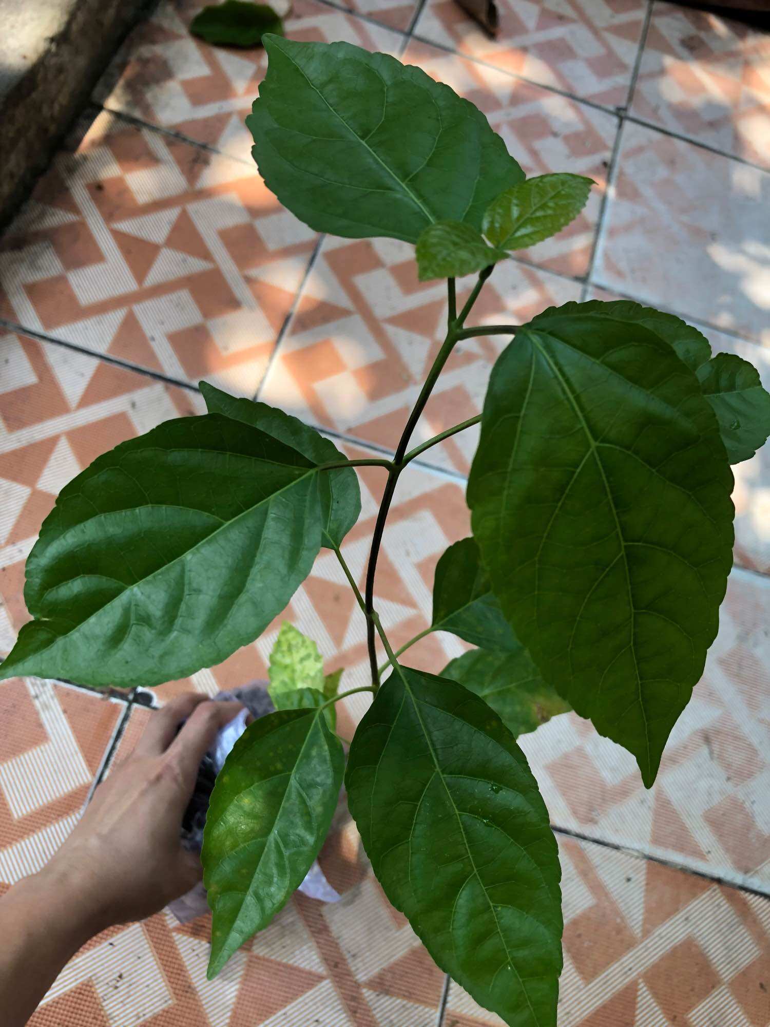 Cây lá cách/ cây vọng cách