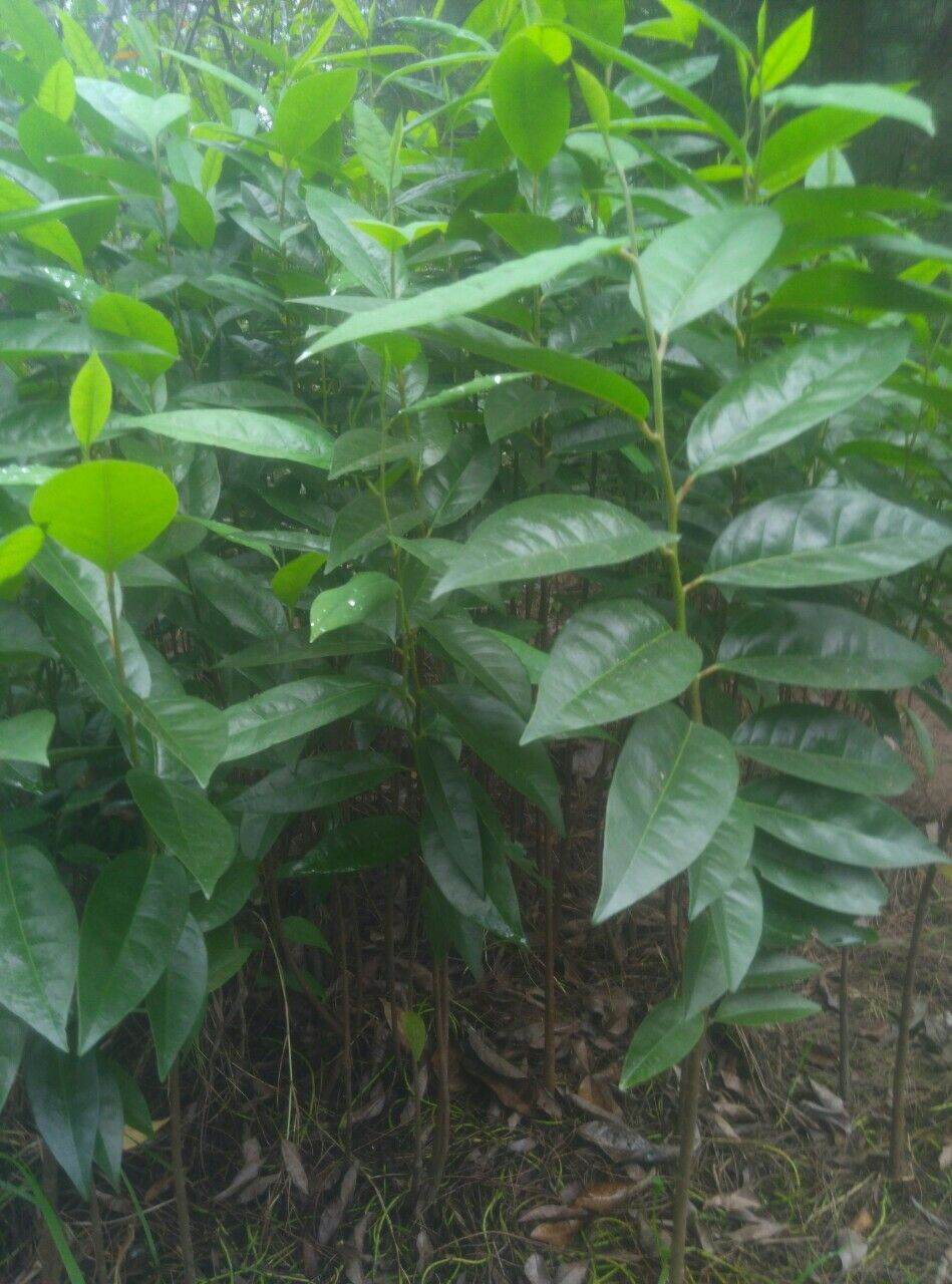 5 cây bình bát giống . lh 0975449688)