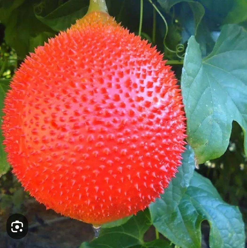 GẤC TƯƠI TRÁI 1,5 KG