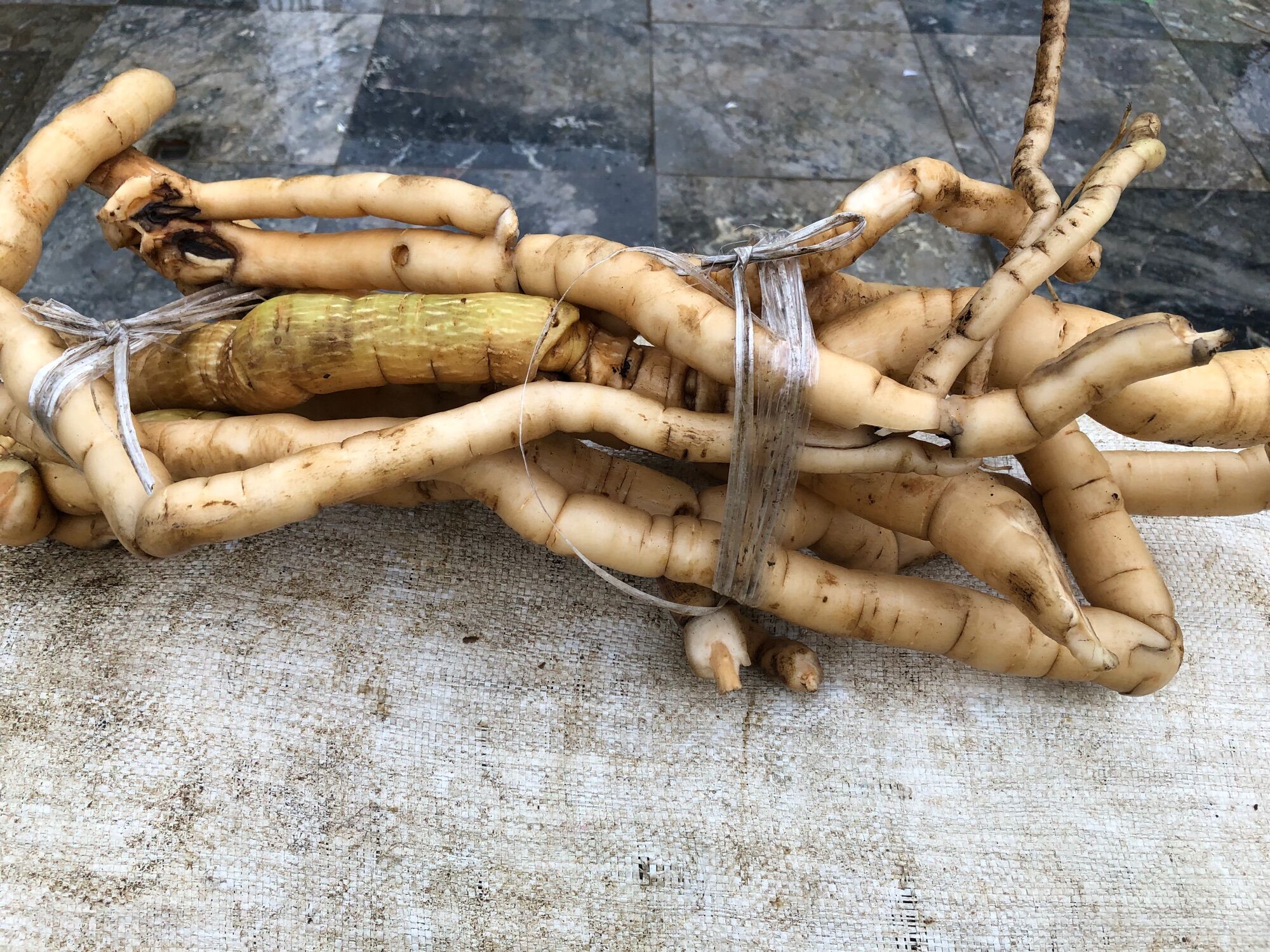 Sâm đất núi đá (200k/3kg)