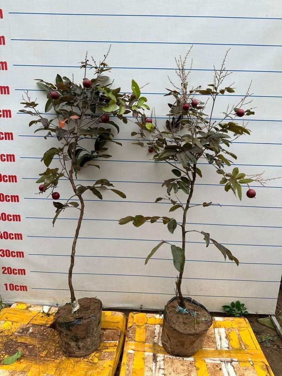 Cây giống nhãn tím lùn siêu quả (1bầu cây cao 25cm)