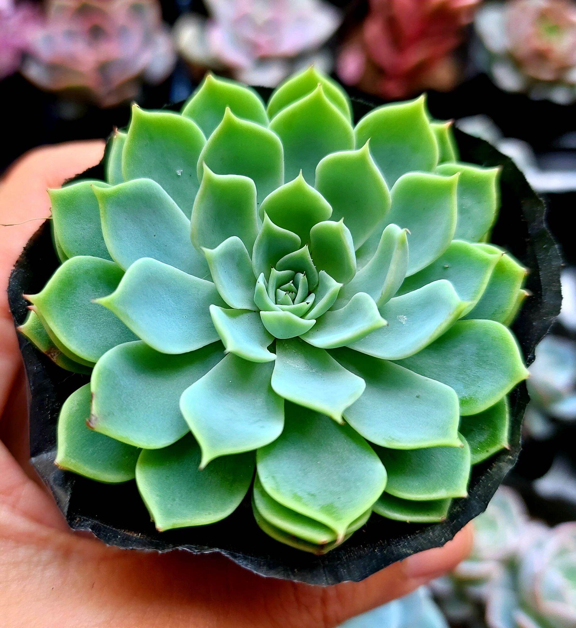 Sen đá thái size bầu 5-6 cm