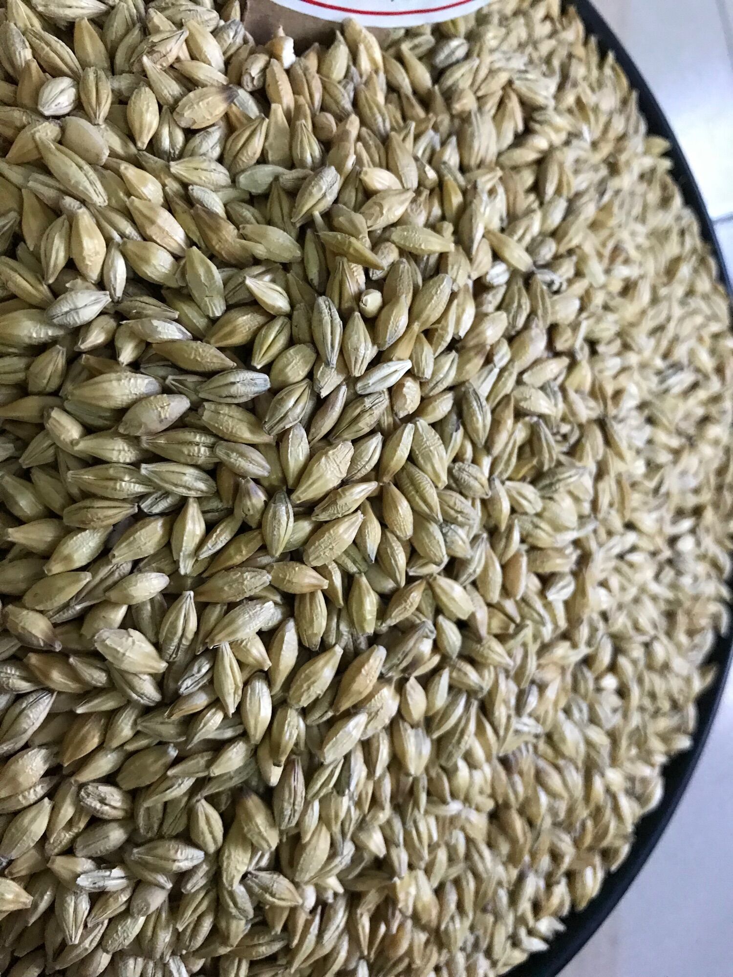 Lúa mạch (ĐẠI MẠCH-Gói 500Gram )THỨC ĂN DINH DƯỠNG GÀ ĐÁ & THÚ CƯNG..