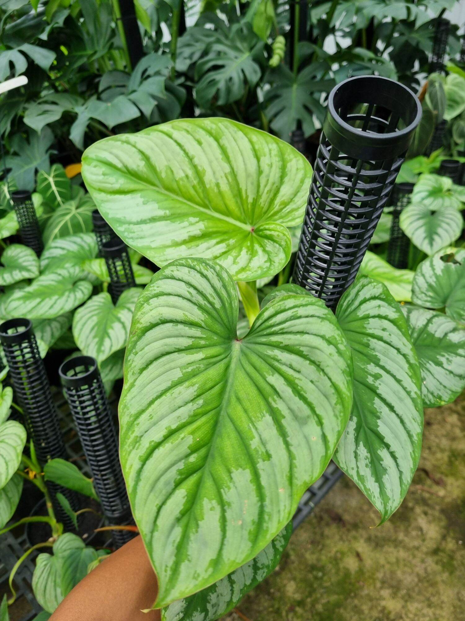 Cây Philodendron Mamei (cây size lớn)