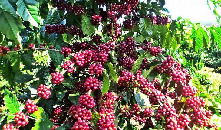 1Kg CAFE ARABICA RANG MỘC
