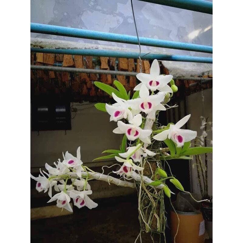 hoa lan trầm 1 khóm (hoa chơi tết)