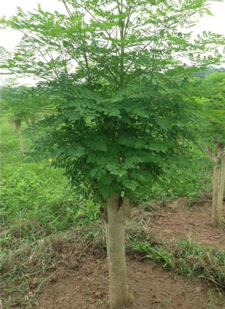Lá chùm ngây sấy khô ( 100gr)