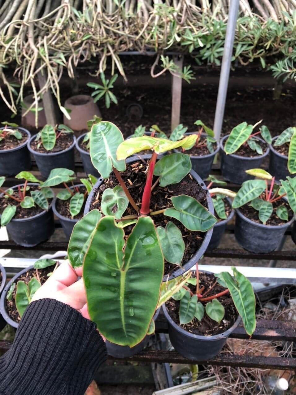 Cây hồng hạc cam - philodendron billietiae