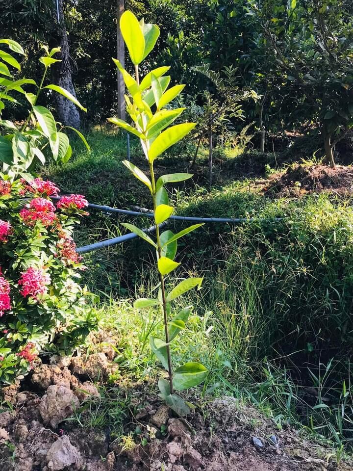 (1 cây) Cây bông trang tím sen lá trung, cao 60-80cm (hoa mẫu đơn)