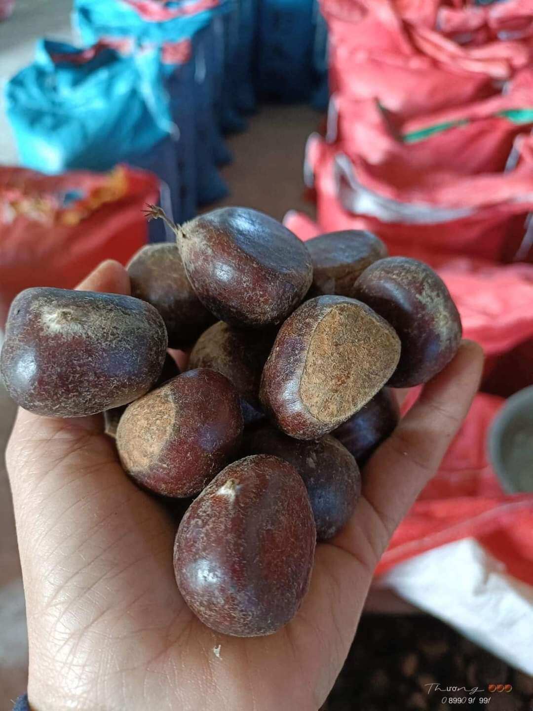 COMBO 2ký [ HẠT DẺ TƯƠI SAPA ] LOẠI NGON BỞ , MỀM , NGỌT