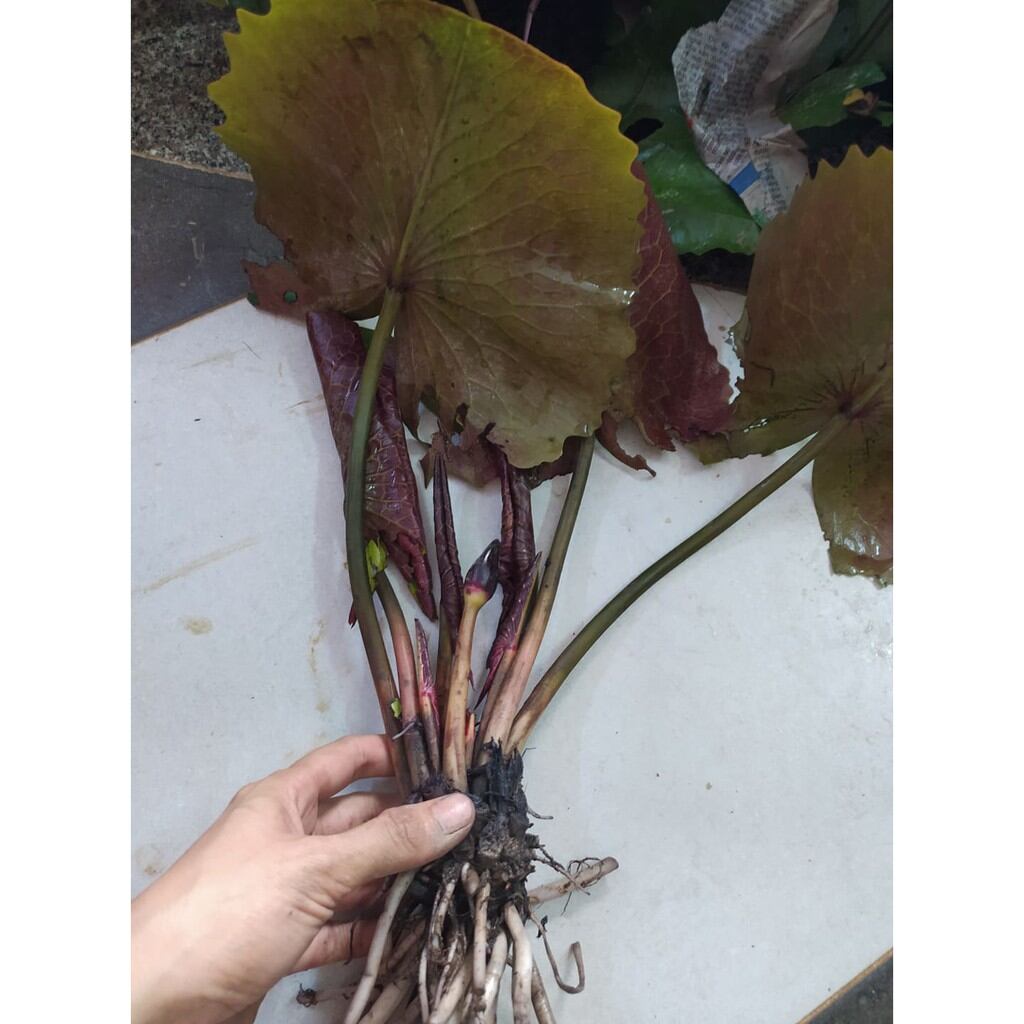 cây giống hoa súng vàng