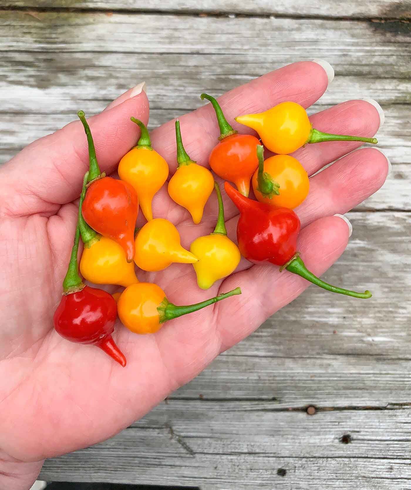 HẠT GIỐNG ỚT MỎ CHIM ( ớt trái tim) HÀNG MỸ GÓI 15 HẠT