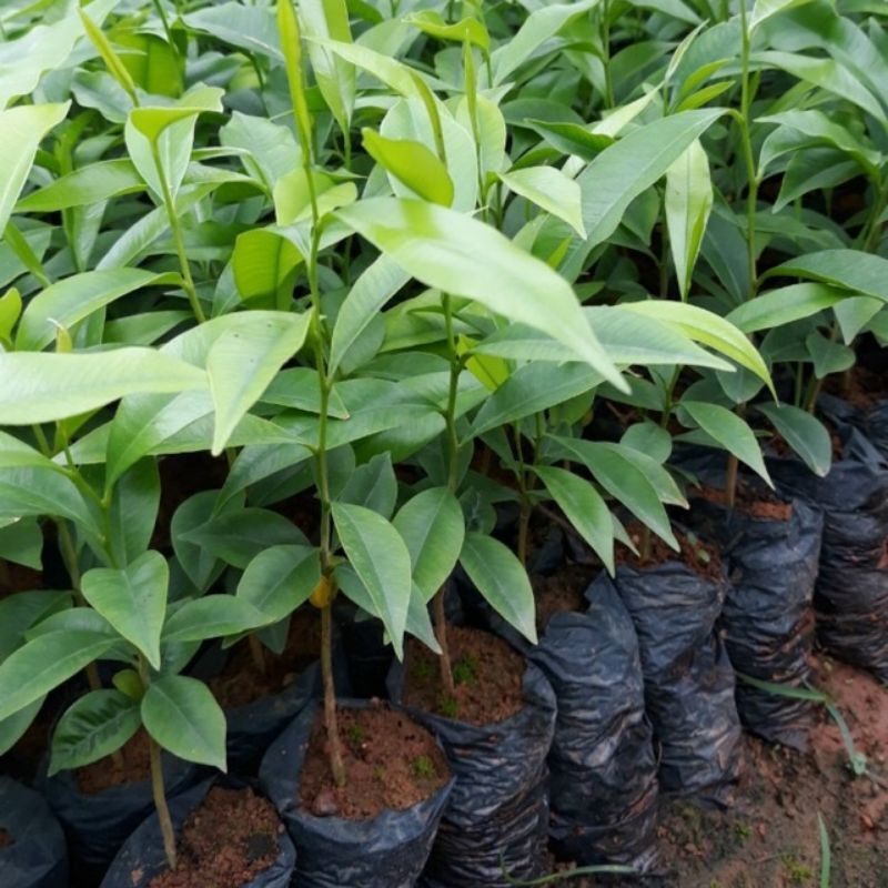 10 Cây giống gió bầu,cây trầm hương