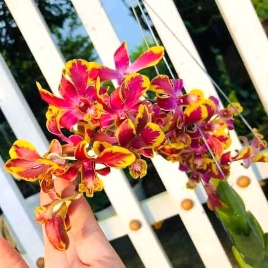 Hoa lan dendro chớp bịp - hoa thơm