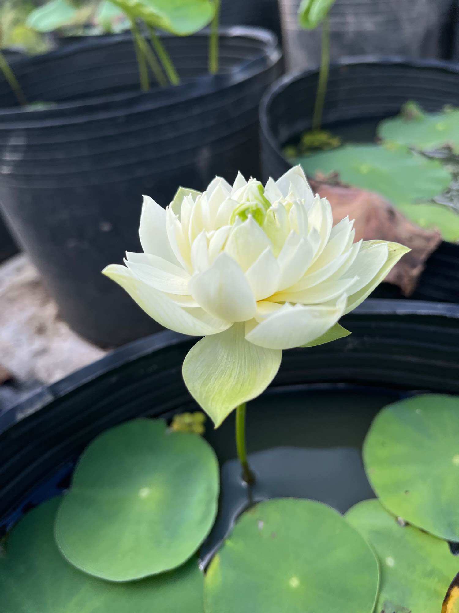 củ sen mini trắng