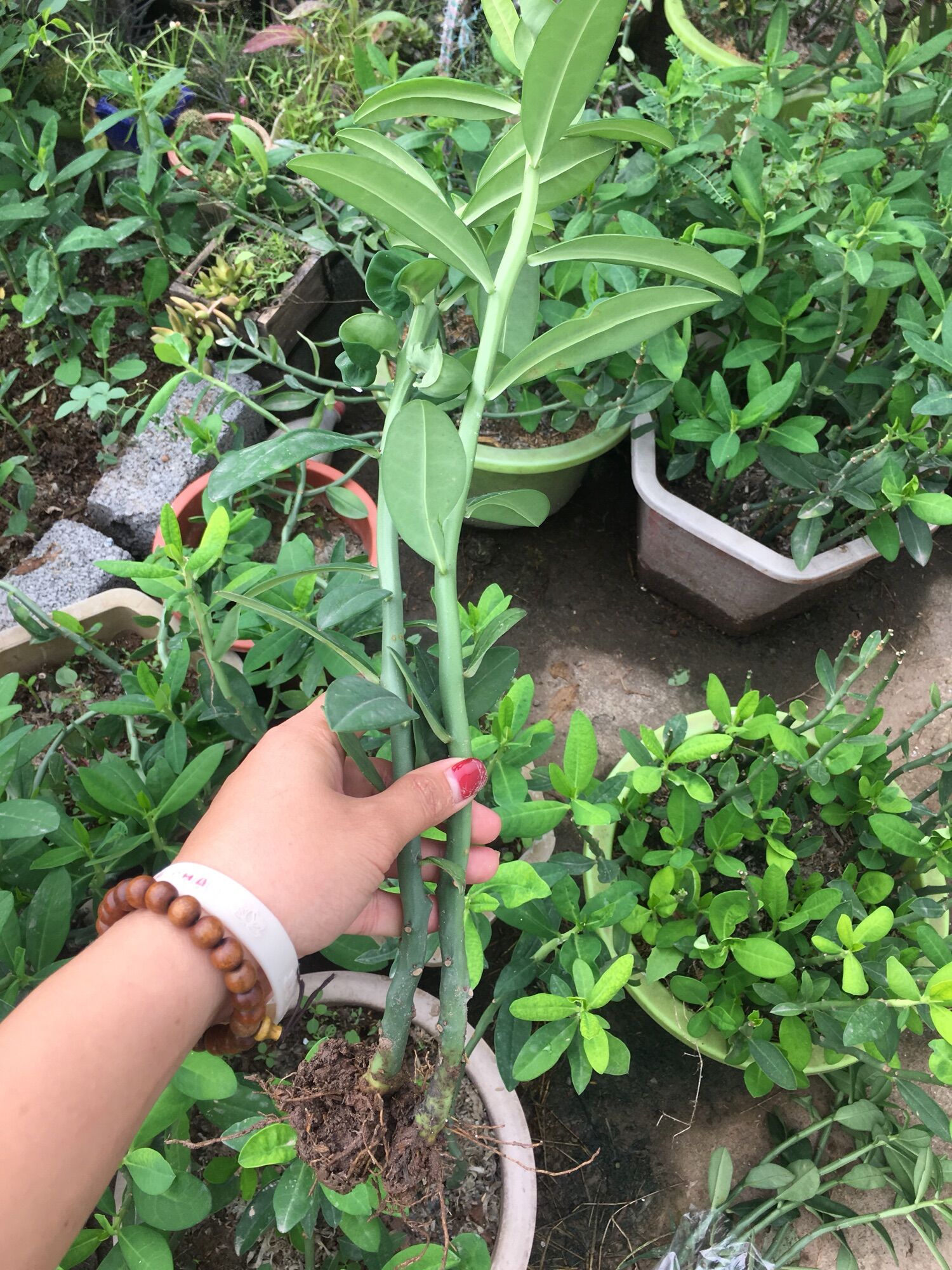 Cây thạch anh (combo 6 cây dài 35-40cm cả gốc và rễ)