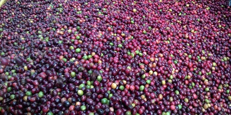 1kg hạt giống cà phê XANH LÙN (hạt tuyển bảo hành)