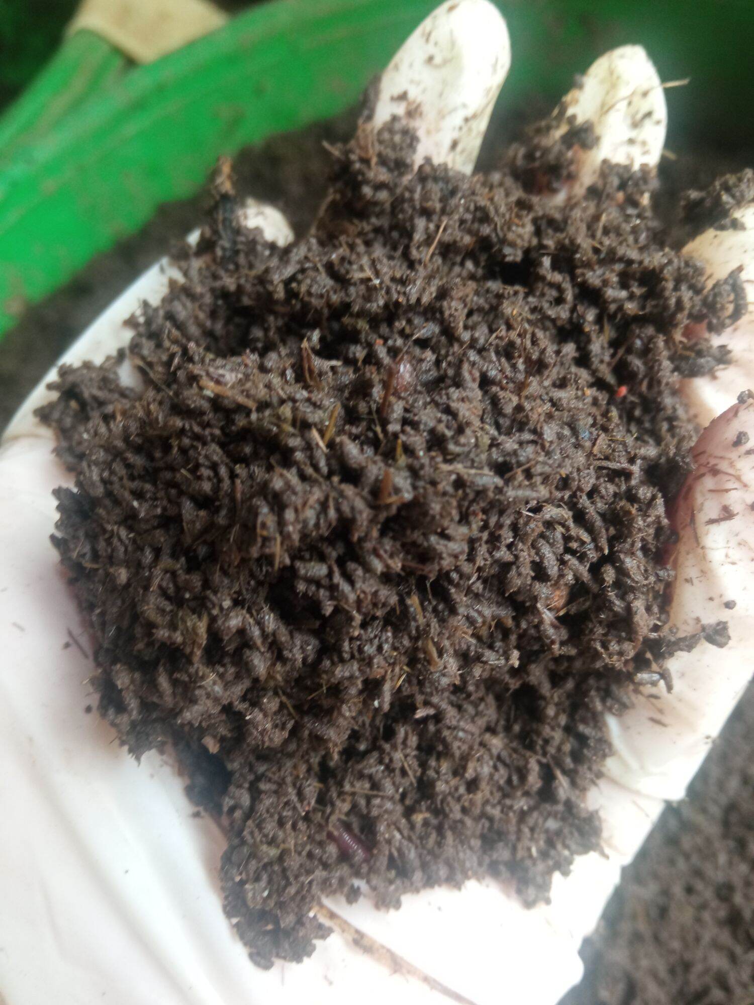 1kg phân trùn quế, phân giun quế nguyên chất, phân hữu cơ chăm hoa, cây cảnh, phân hữu cơ bón lan