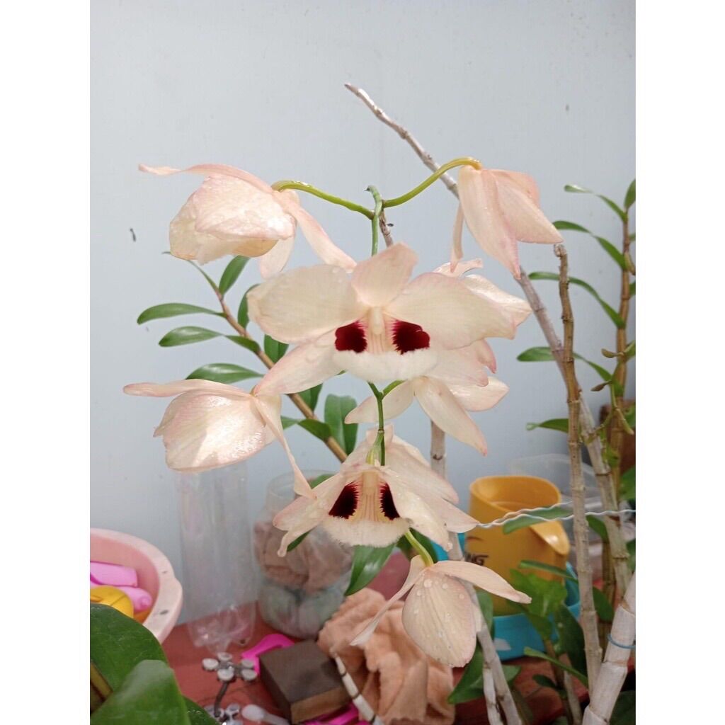 Hoa Lan Hoàng Thảo Thái Bình(khóm 50cm trở lên)