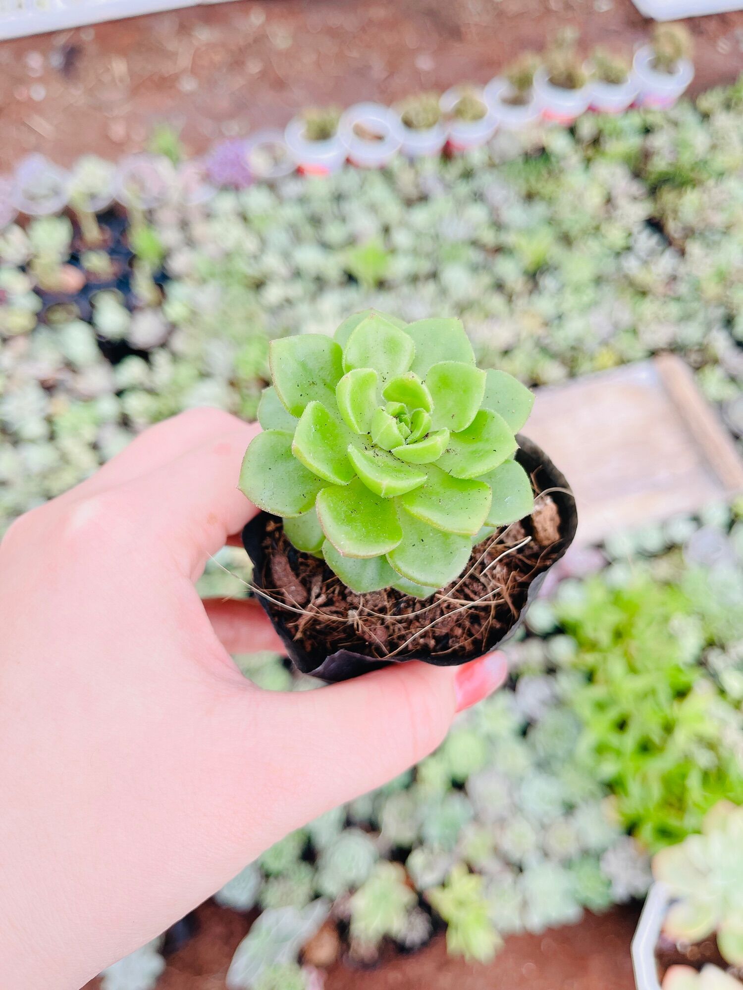 Sen đá Nuda size bầu 3-5 cm