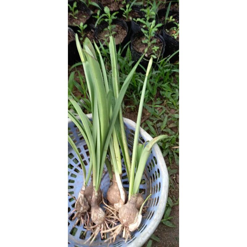 Cây huệ lan ( 5 cây như hình bên)