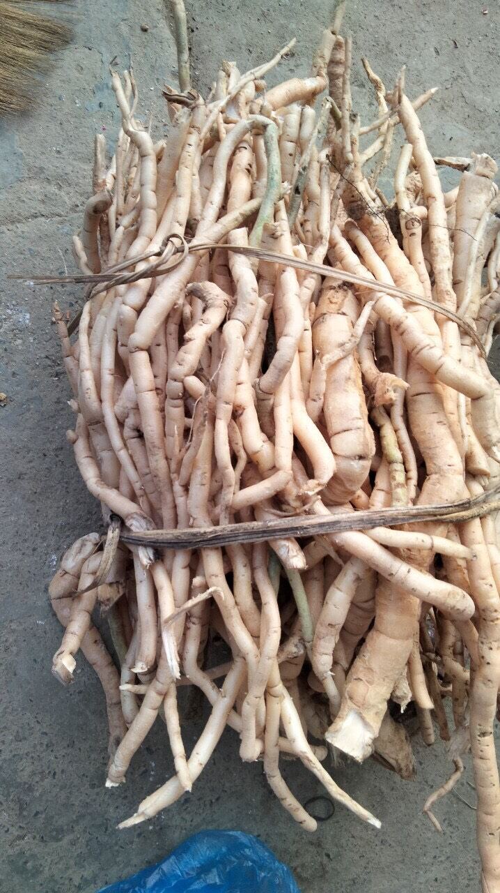 Sâm xuyên đá tươi Tây Bắc (1kg)