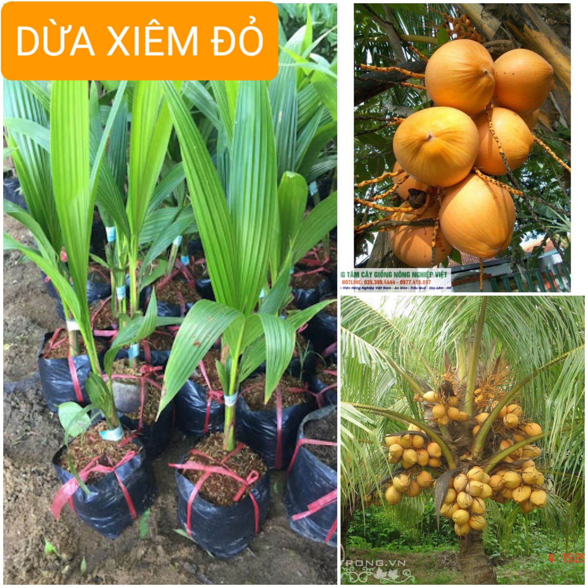 CÂY GIỐNG DỪA XIÊM ĐỎ