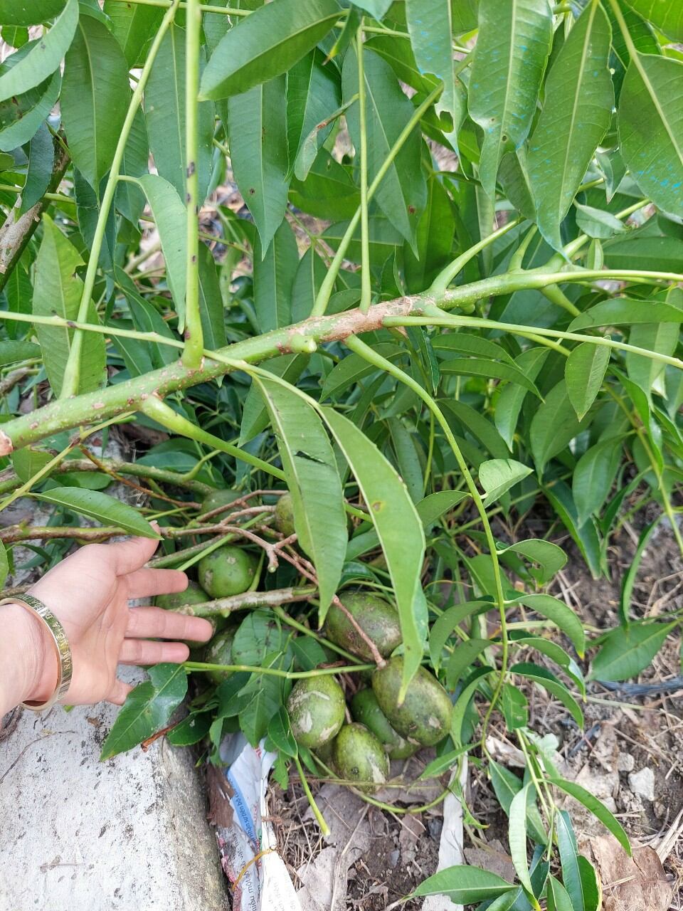 cóc thái  gốc to đang trái