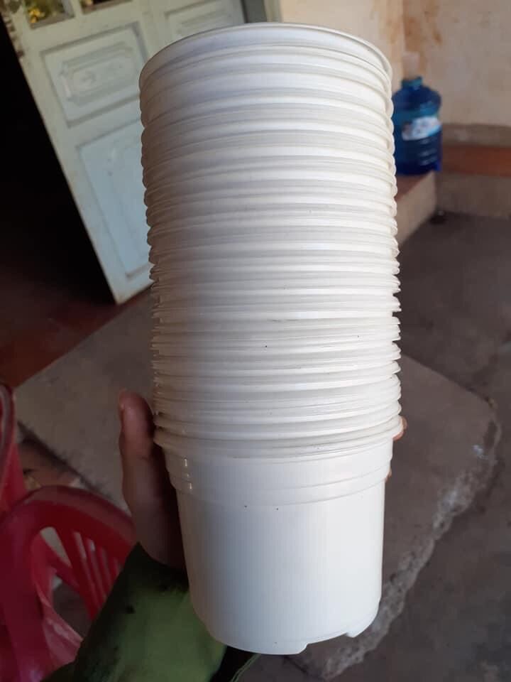 Chậu nhựa mini sz chậu 10cm