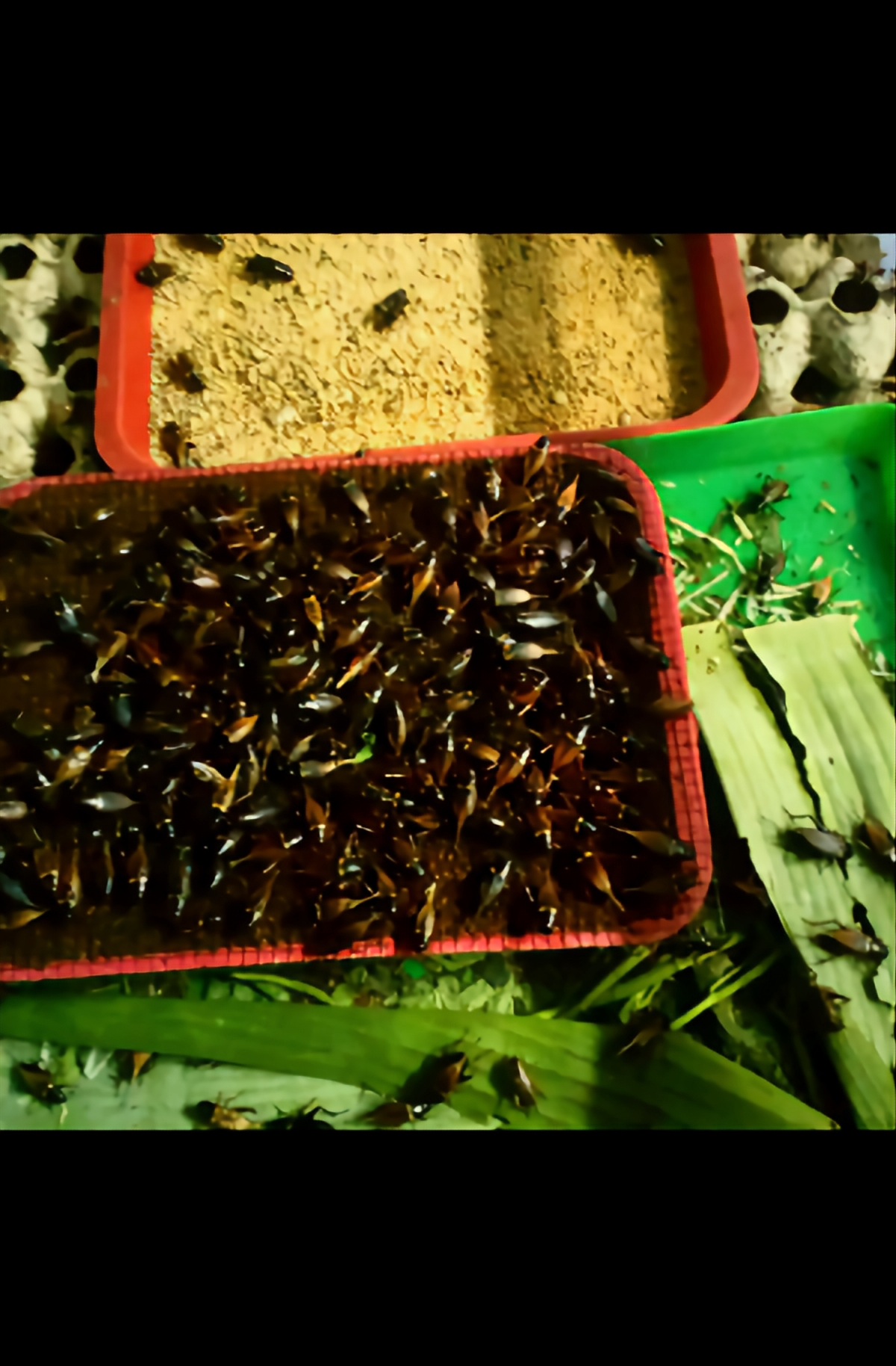 Trứng dế thái than:combo 2 ổ