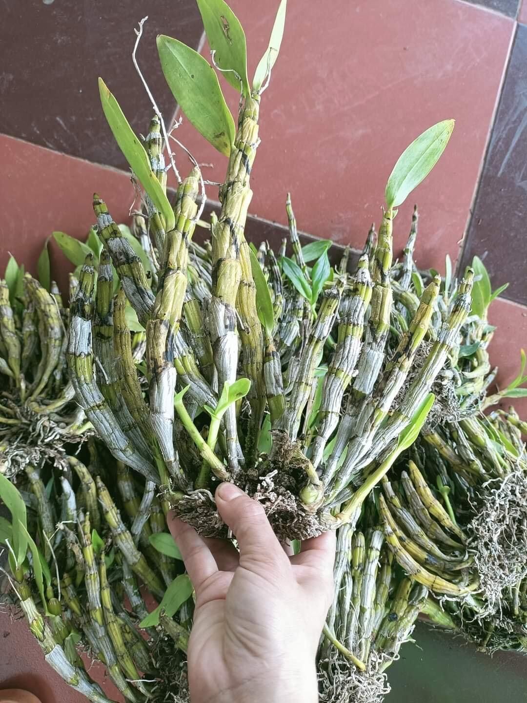 Hoa Lan kim điệp Xuân(1 bó)