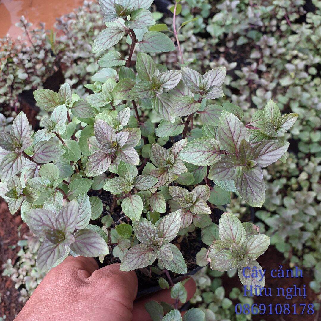 Bạc hà choco mint chậu trung