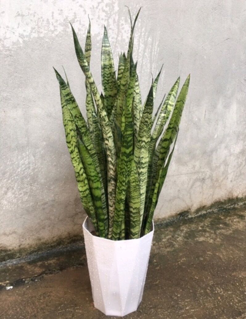 Cây Lưỡi Hổ Xanh cao 20 - 50cm