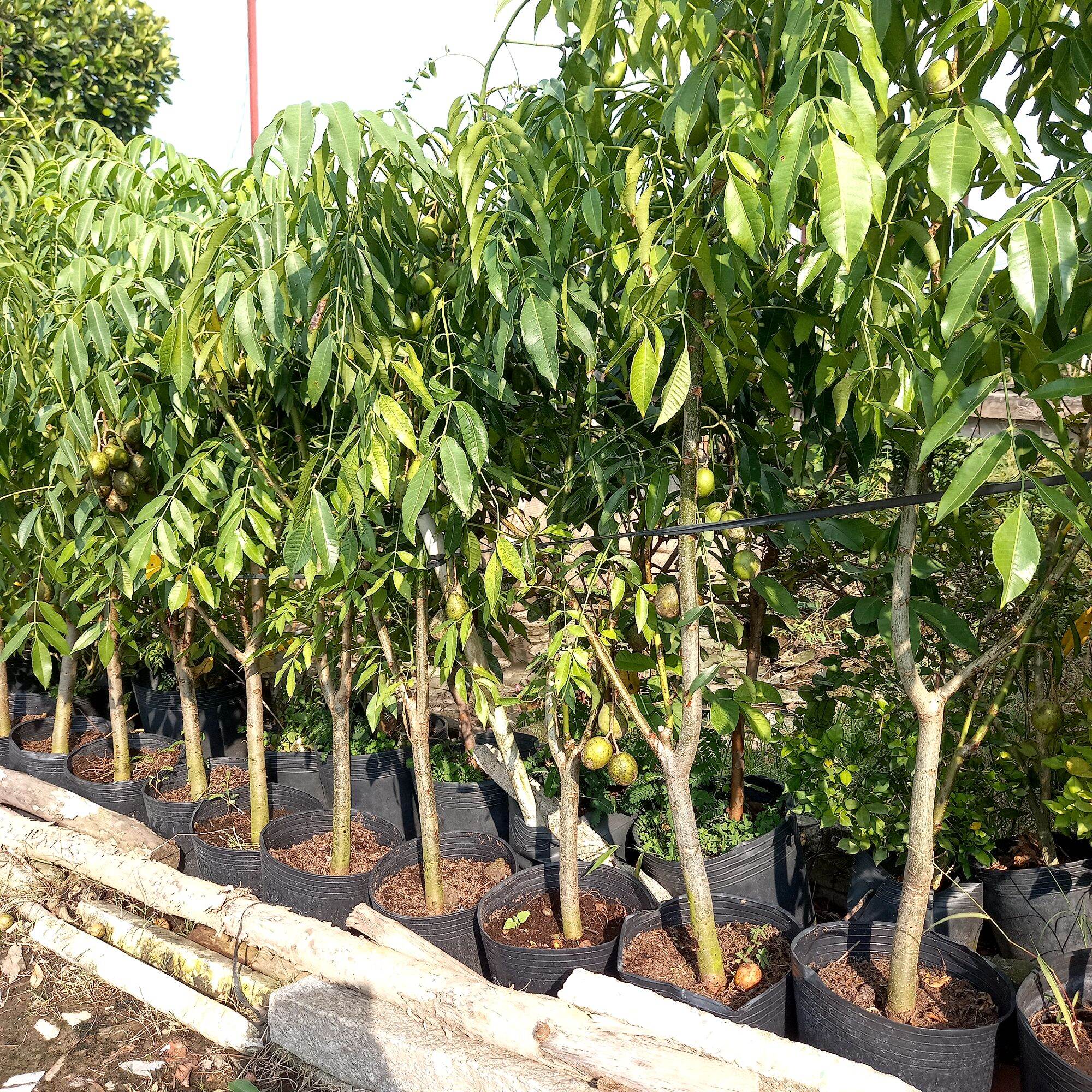 Cây cóc thái trưởng thành