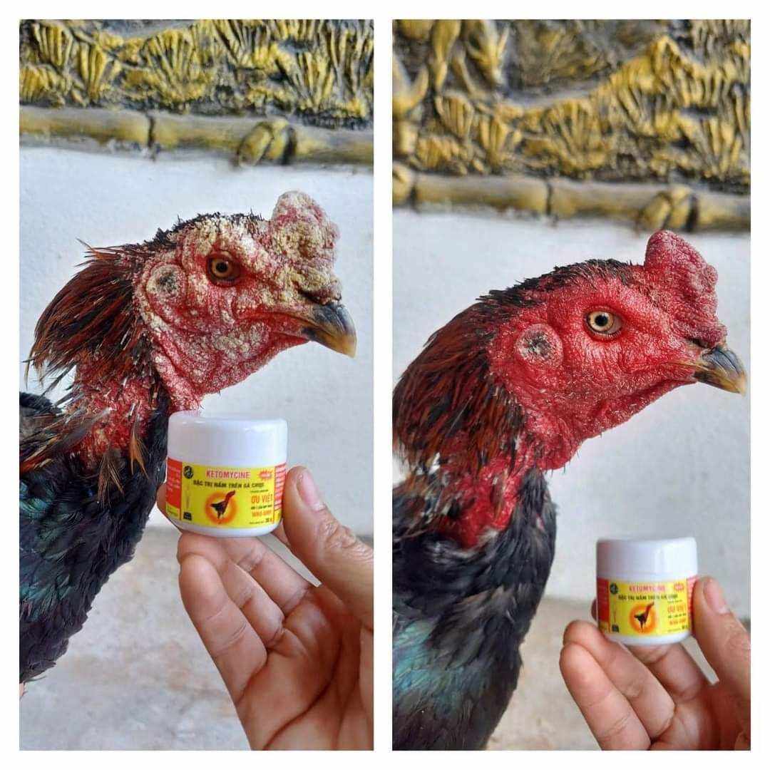 Th.uốc mốc ưu việt - Nấm mốc ưu việt