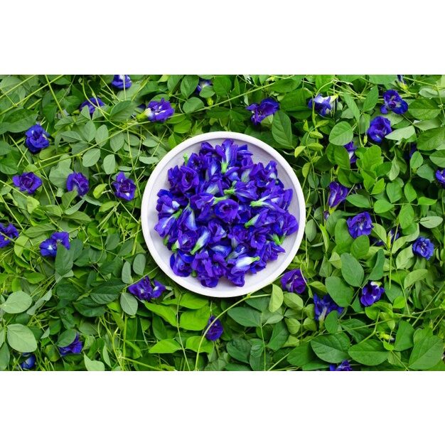 Hạt giống hoa đậu biếc
