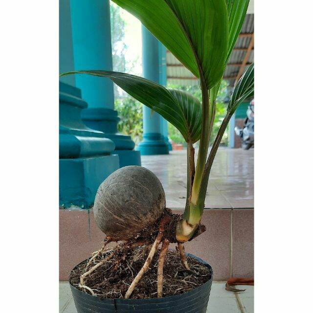 Phôi Dừa Xiêm Lùn - Cây cảnh Bonsai