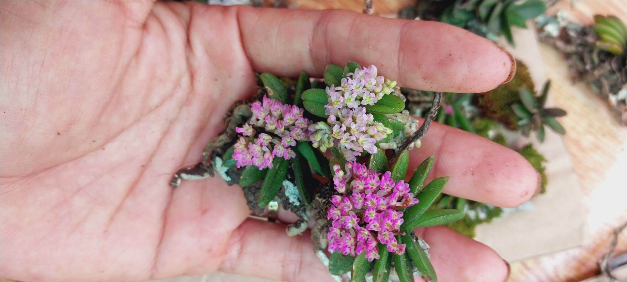 hoa lan trứng bướm 15k/c