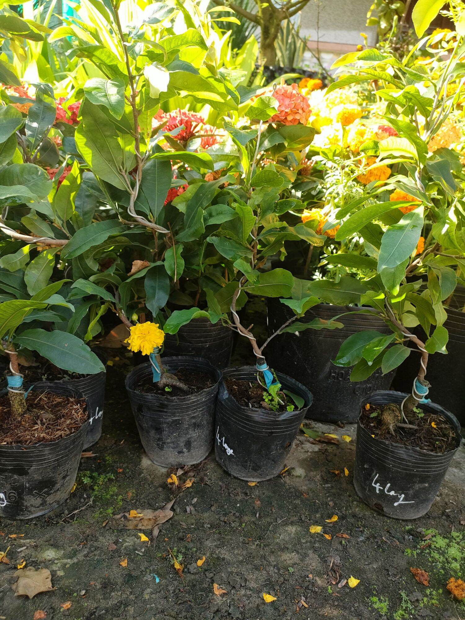 Cây mai cúc tứ long ( 4 long )