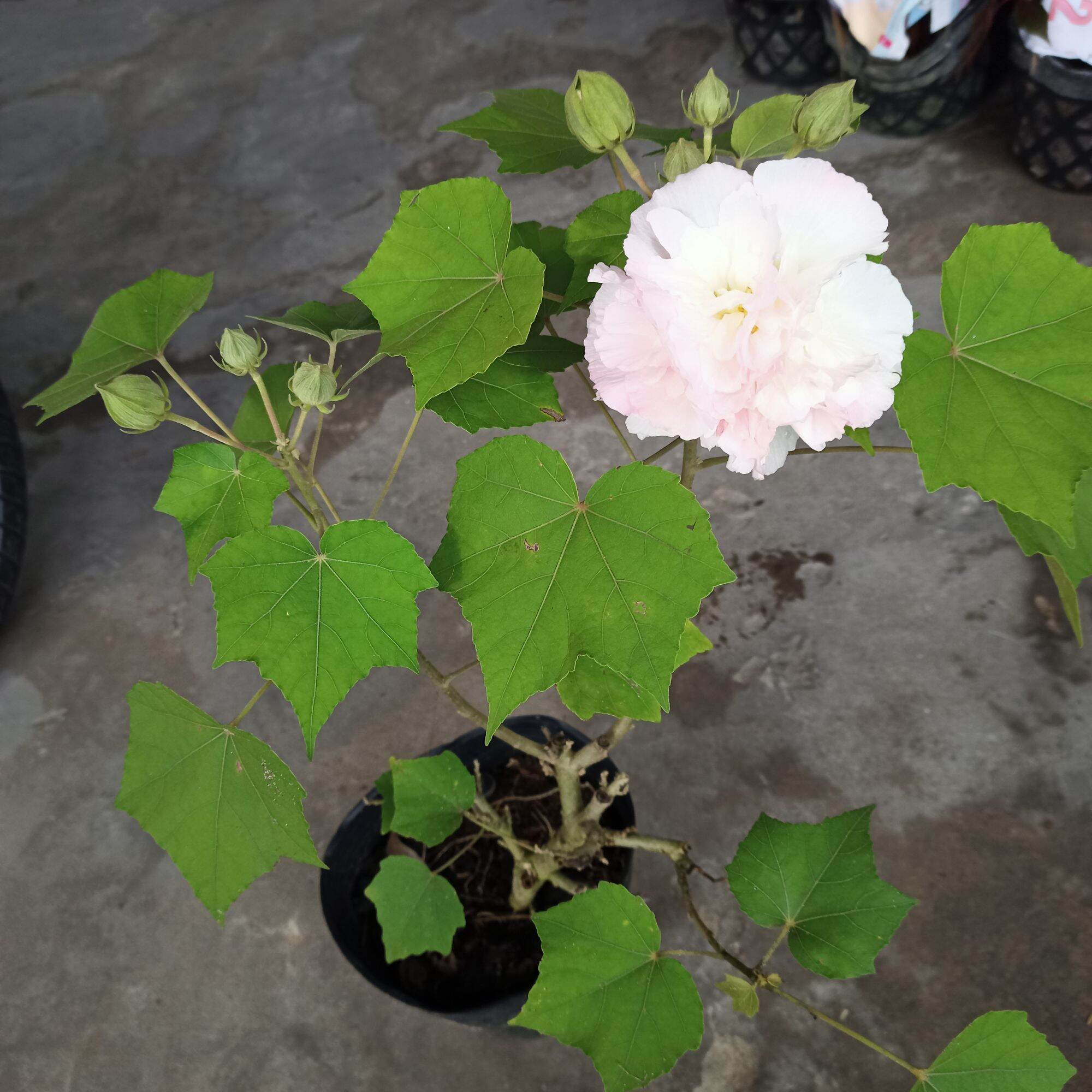 Cây hoa phù dung đổi màu từ sáng tới chiều