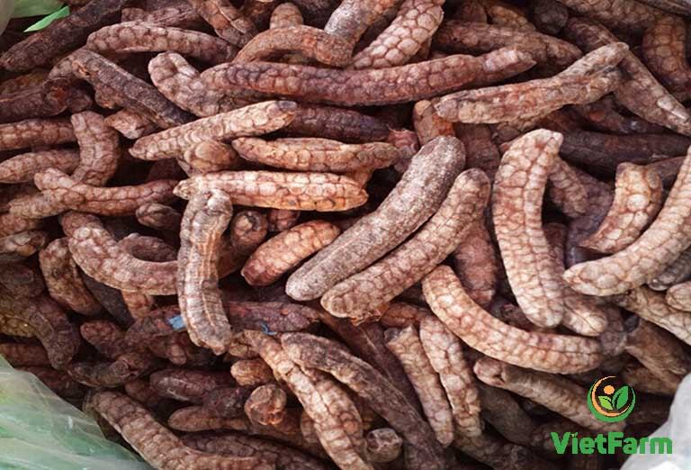 Chuối hột Rừng khô. Kontum