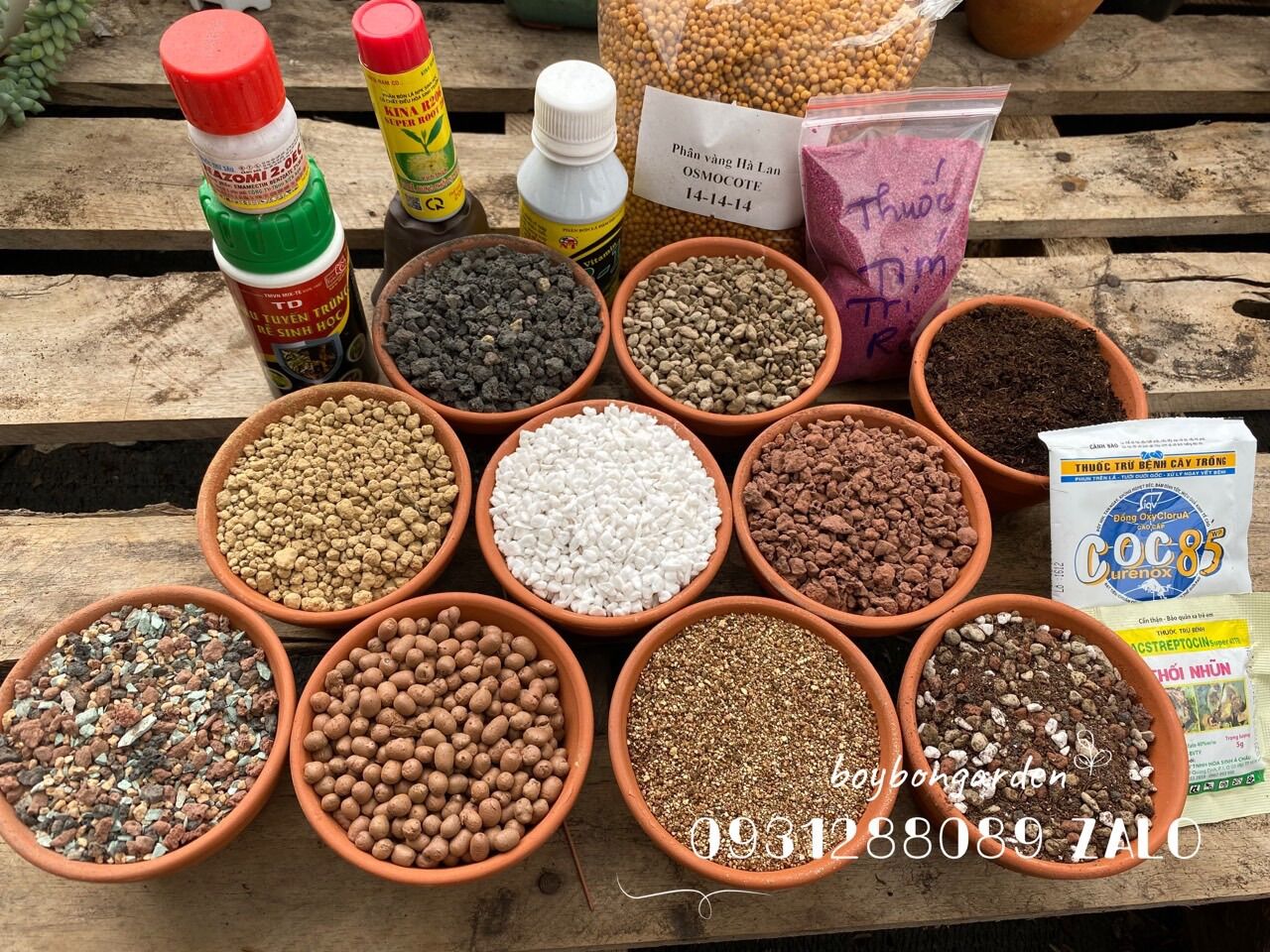 cây sen đá sedum huyết long var