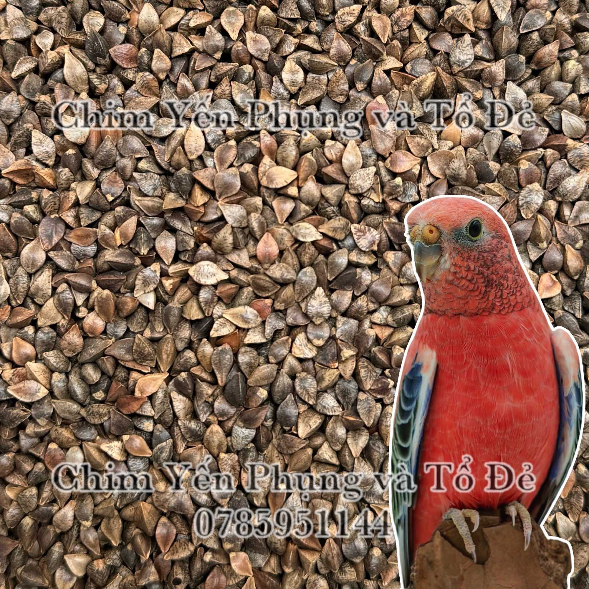 Hạt ba khía/Hạt kiều mạch (Buckwheat)-thức ăn: Hamster, Sóc, Vẹt...
