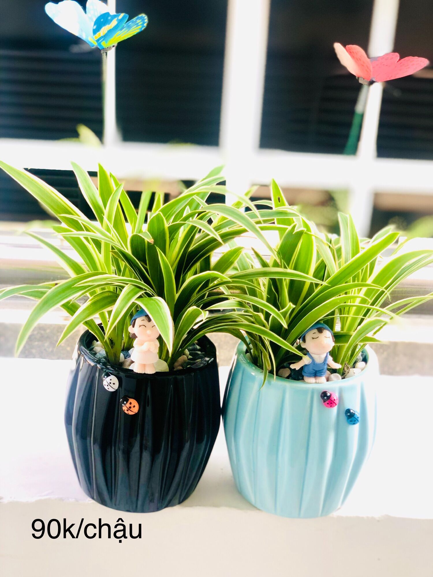 Chậu tiểu cảnh cỏ lan chi 8x15cm