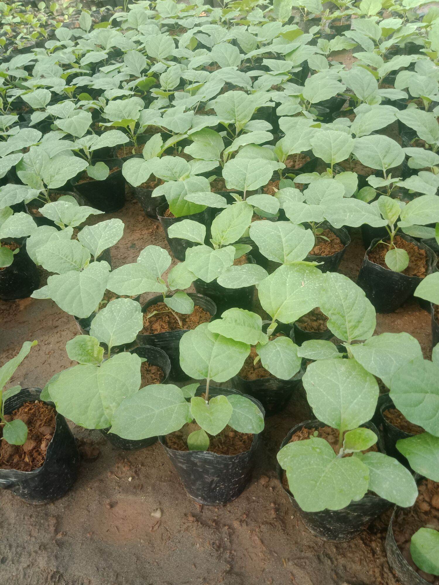 cây cà tím quả dài