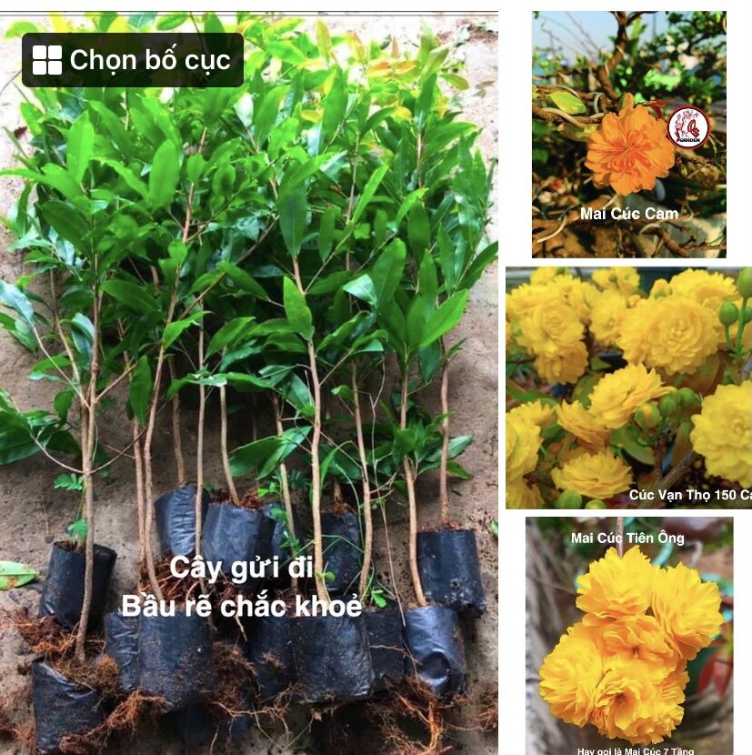 Cây giống cúc mai đủ màu cây cao 50-70cm