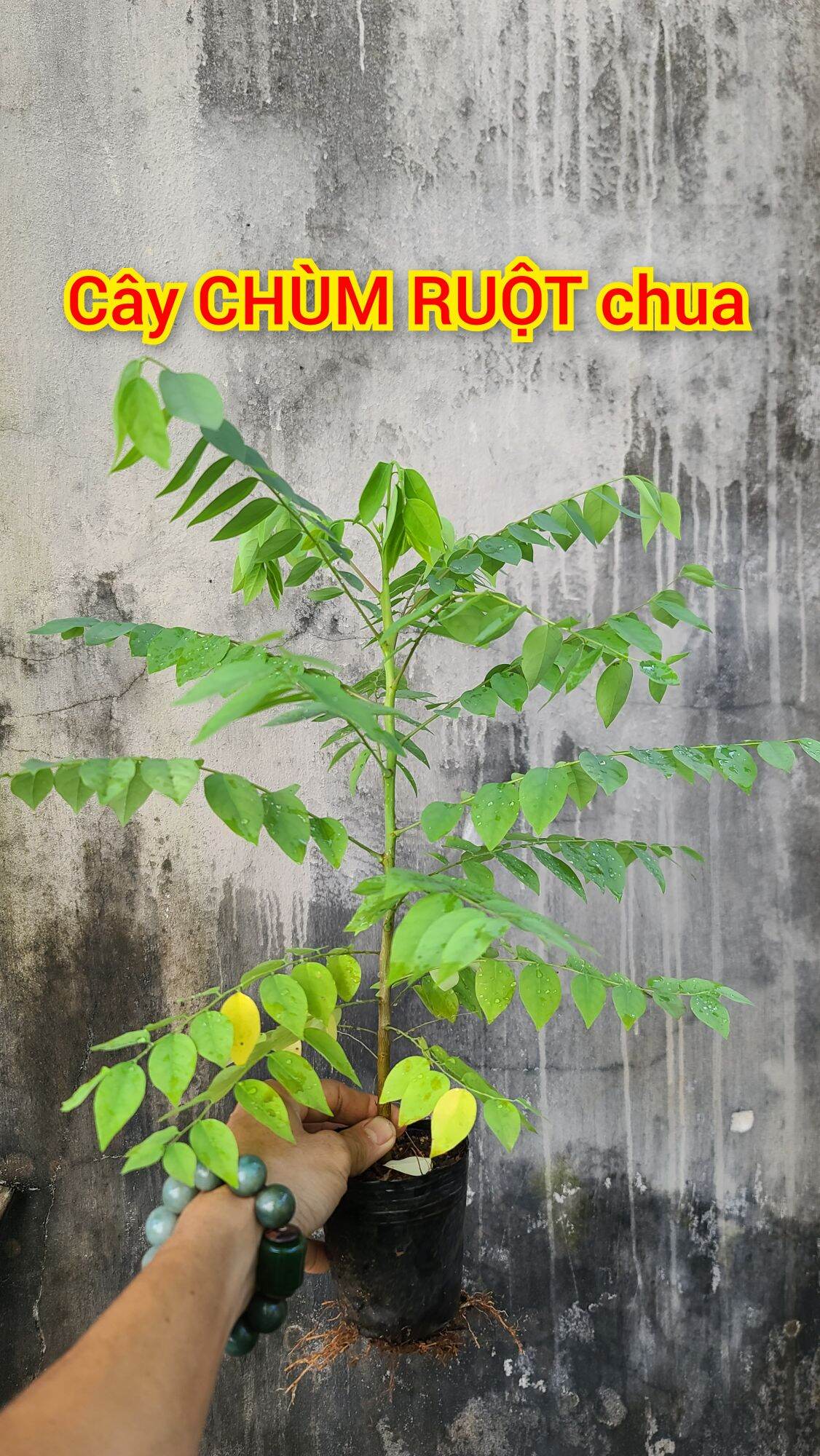 Cây Chùm Ruột chua. siêu trái.